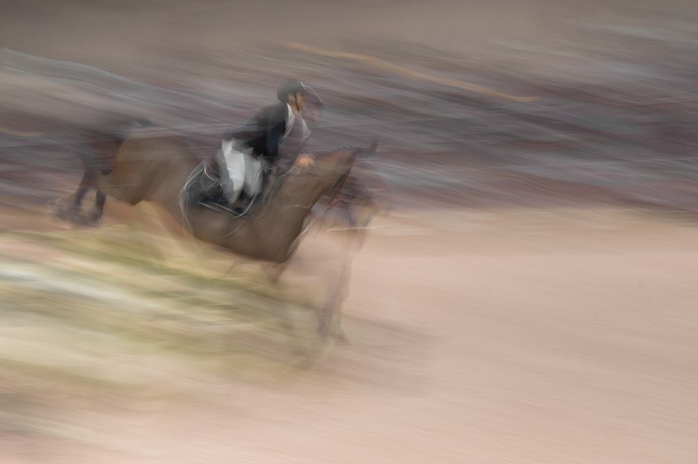 Horses in the race 1