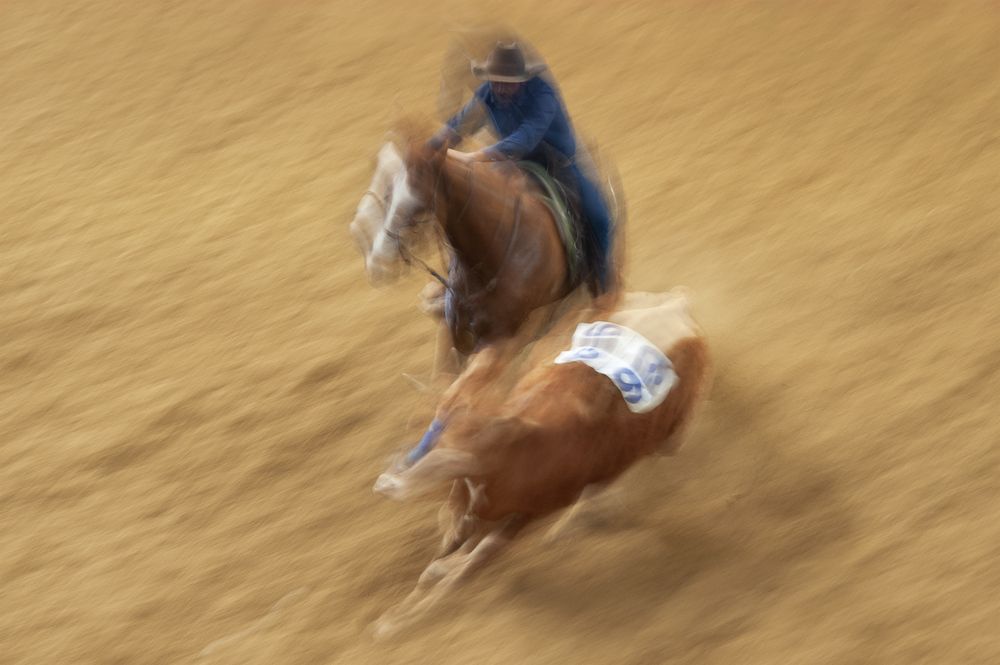 Horses in the race 2