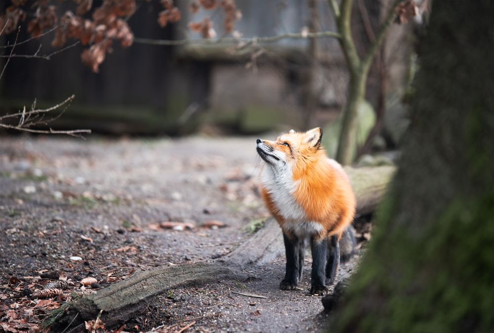 Morning in the Bavarian forest