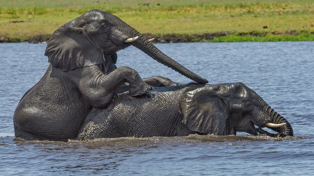 Купающиеся слоны