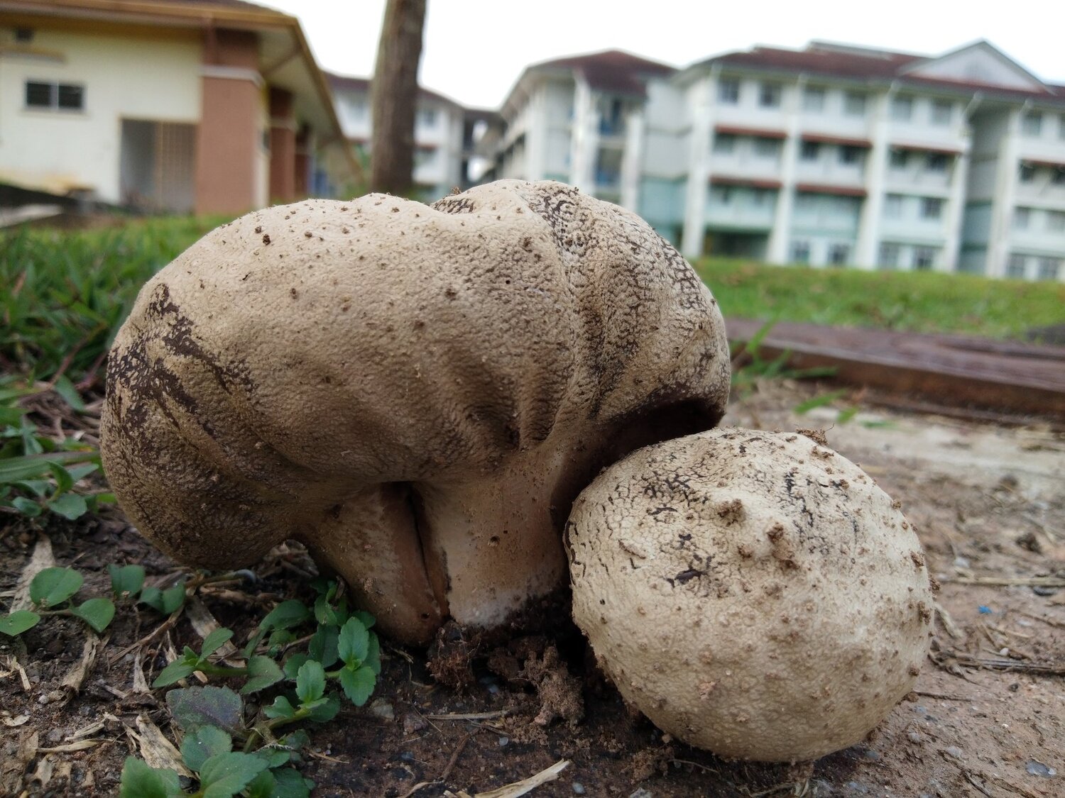 Mushrooms