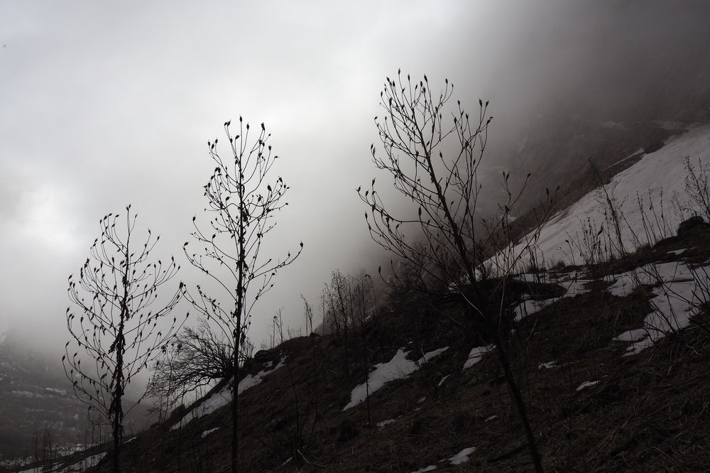 Белое безмолвие