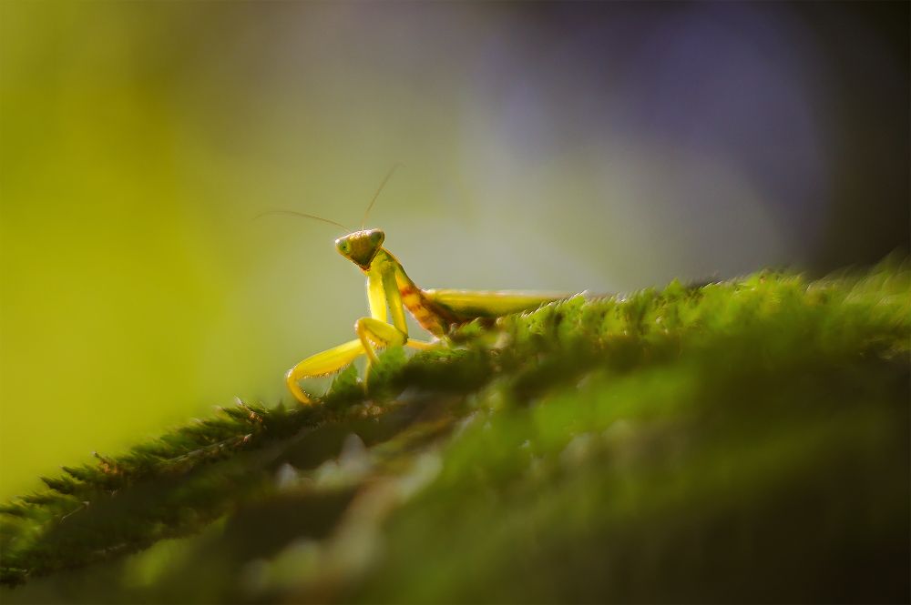 Фотография автора Marina Montale