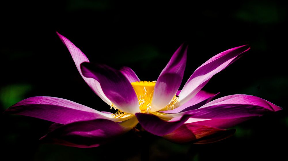 Visitor to Tranquility