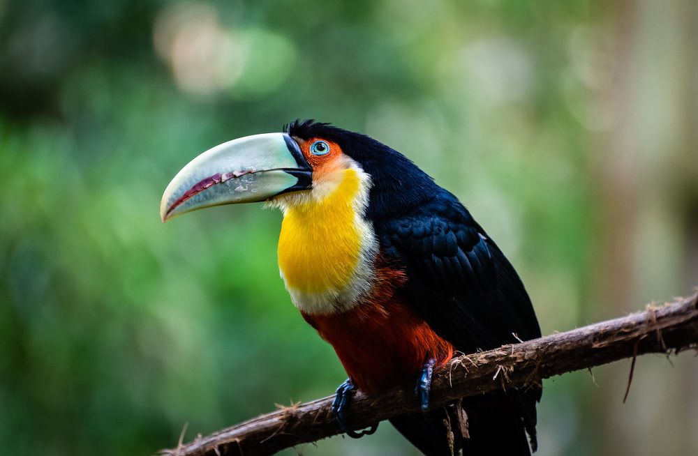 RAMPHASTOS DICOLORUS LOOKING THE SKY