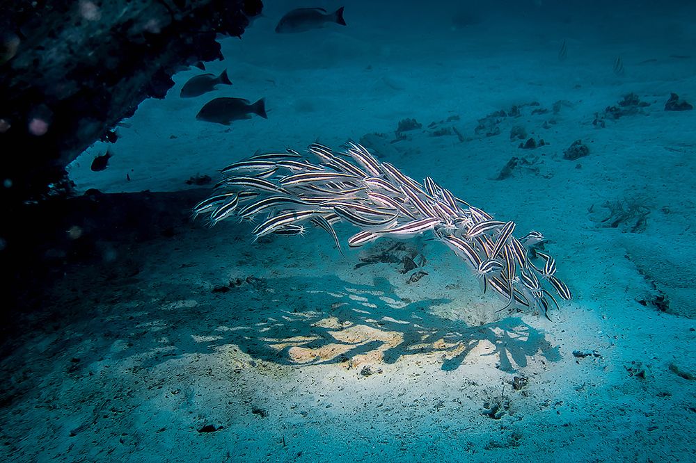 Морские сомики