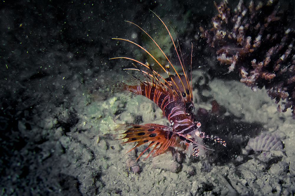 Lionfish have a dinner.