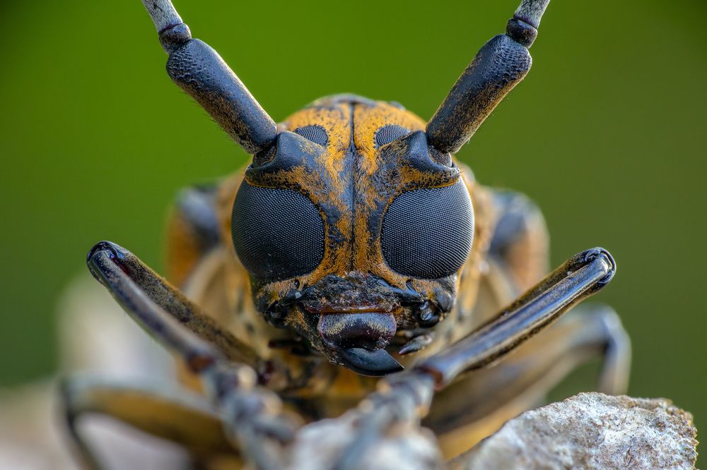 Глаза в глаза