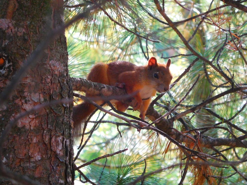 рыжая красавица