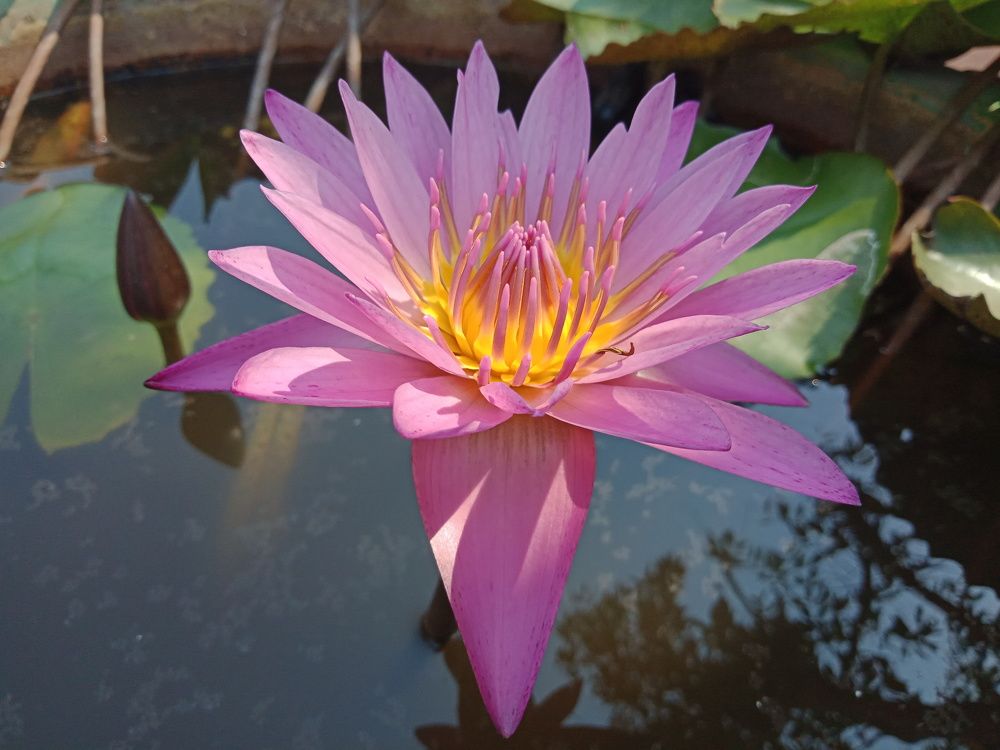 Flower of life