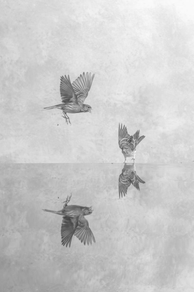 the beauty of the canaries