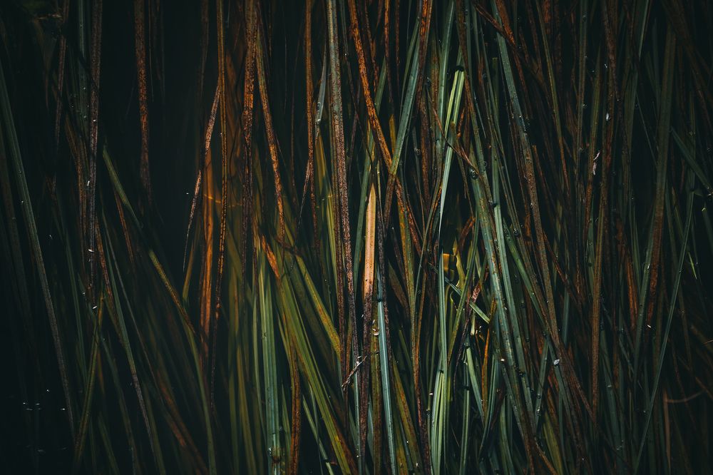 Photograph by Никита Сластен