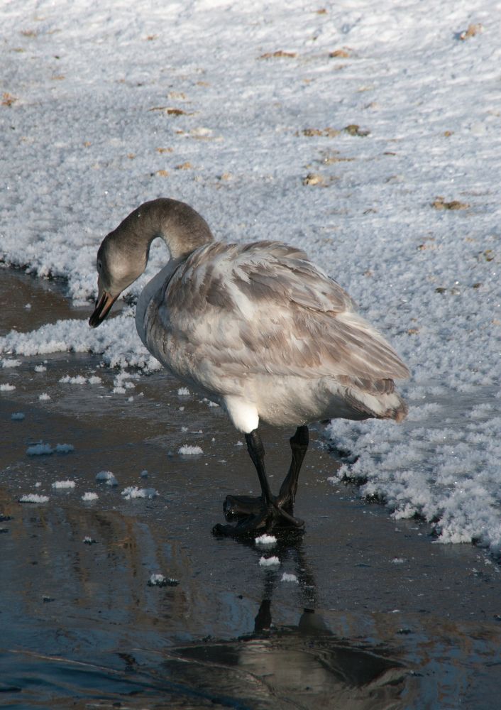 Птенец лебедя.
