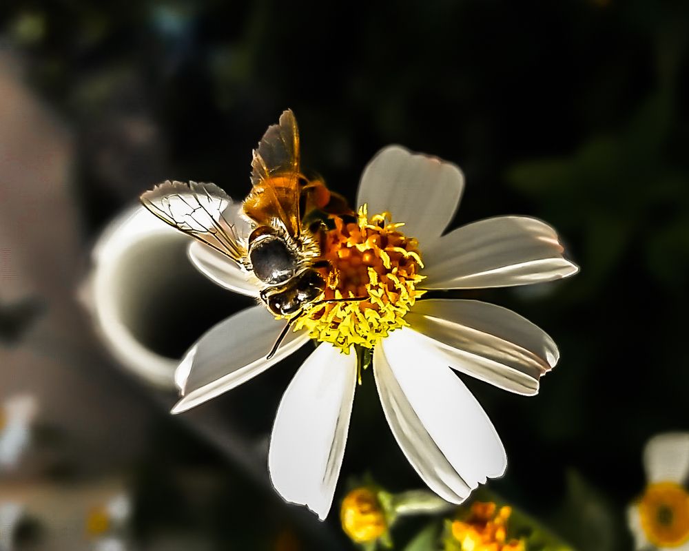 Photograph by Mohacid Leal