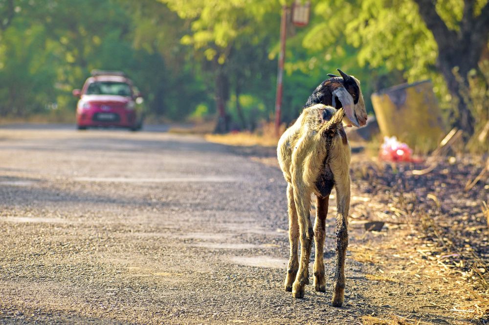 Goat on Road