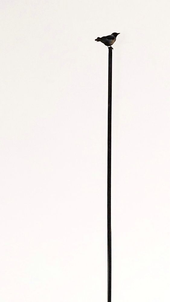 Photograph by zahra qazvini