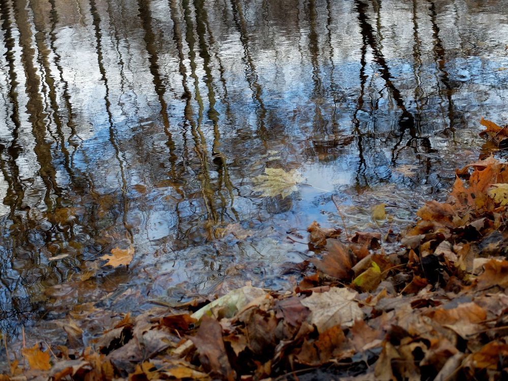 Отражение осени