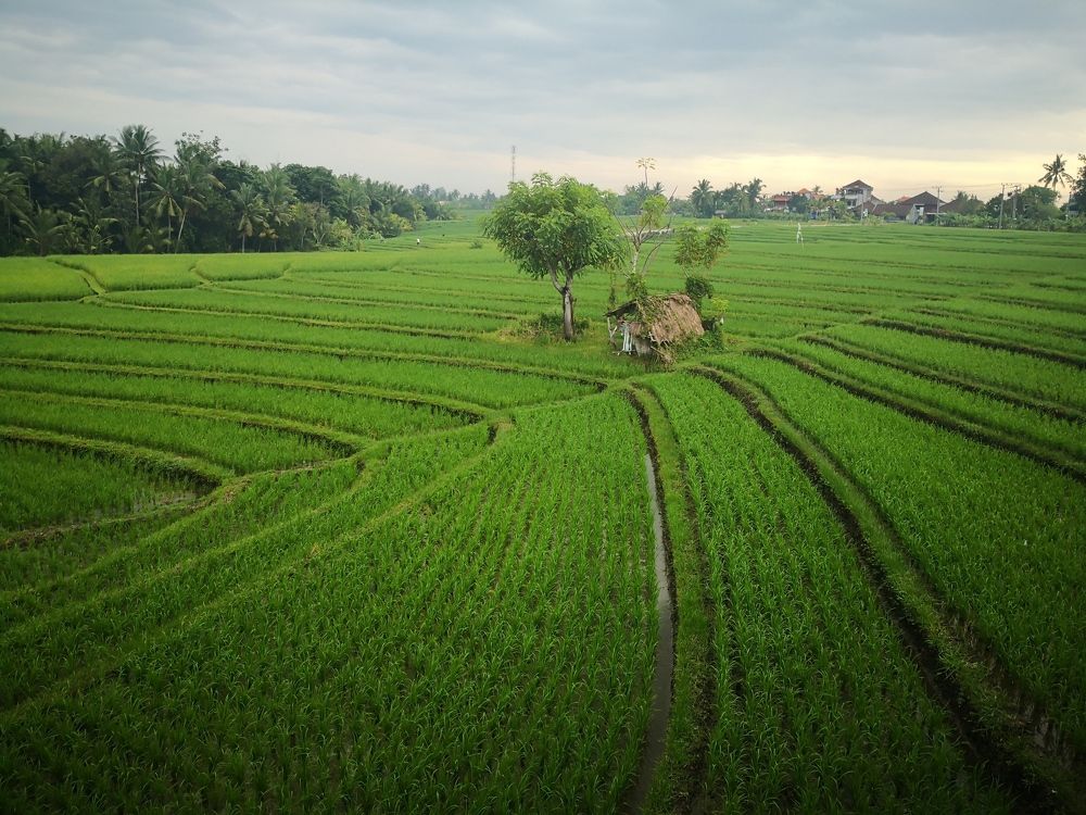 Rice farm