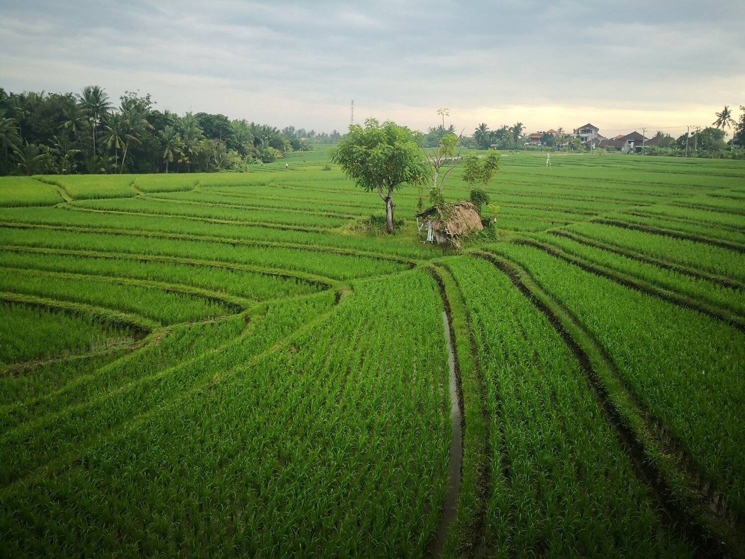 Rice farm