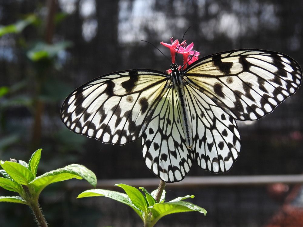 Butterfly Kisses