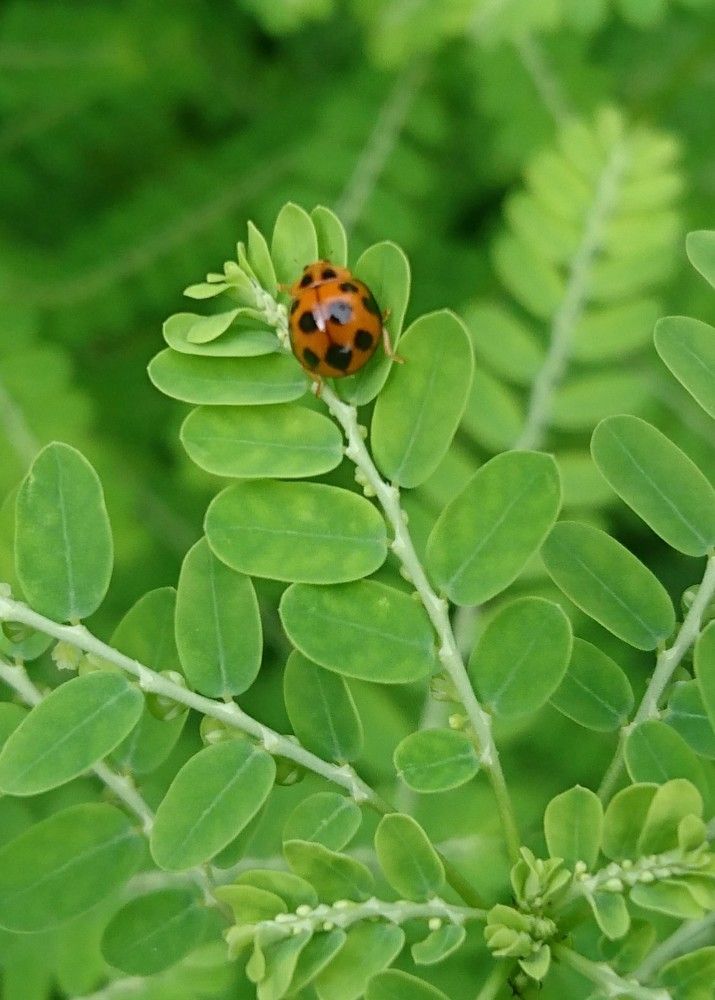 Ladybug