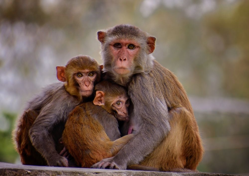Mother monkey with her infant.