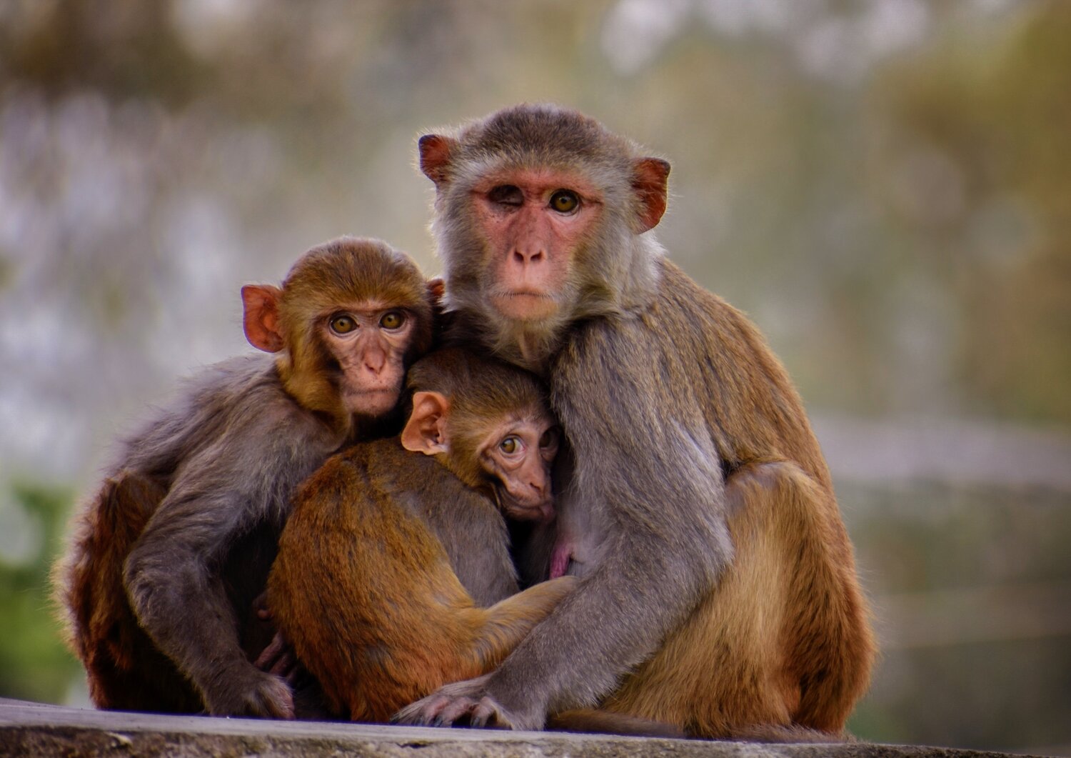 Mother monkey with her infant.