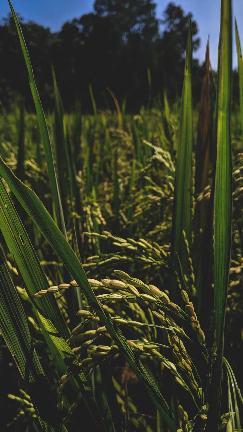 Green beauty
