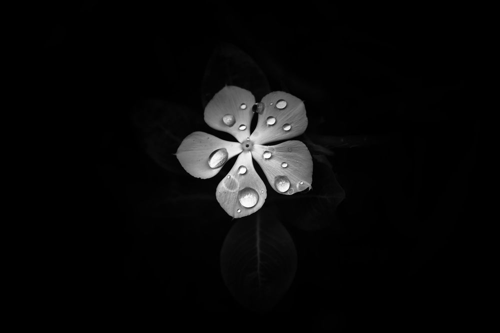 B&W flower