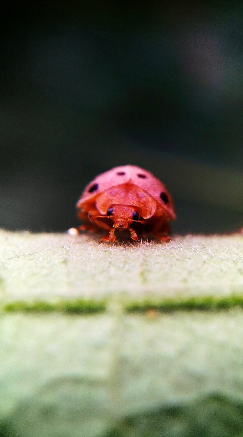 Lil baby ladybird