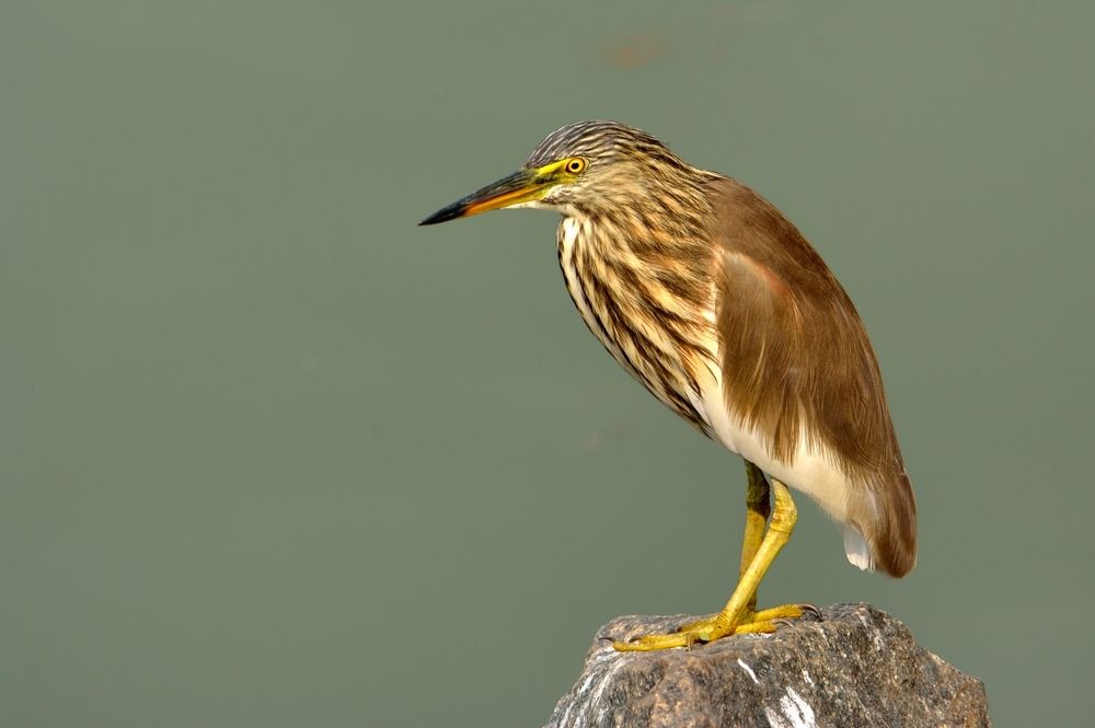 Indian Pond Heron