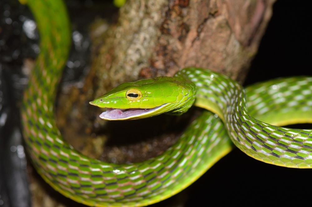 Green Vine Snake