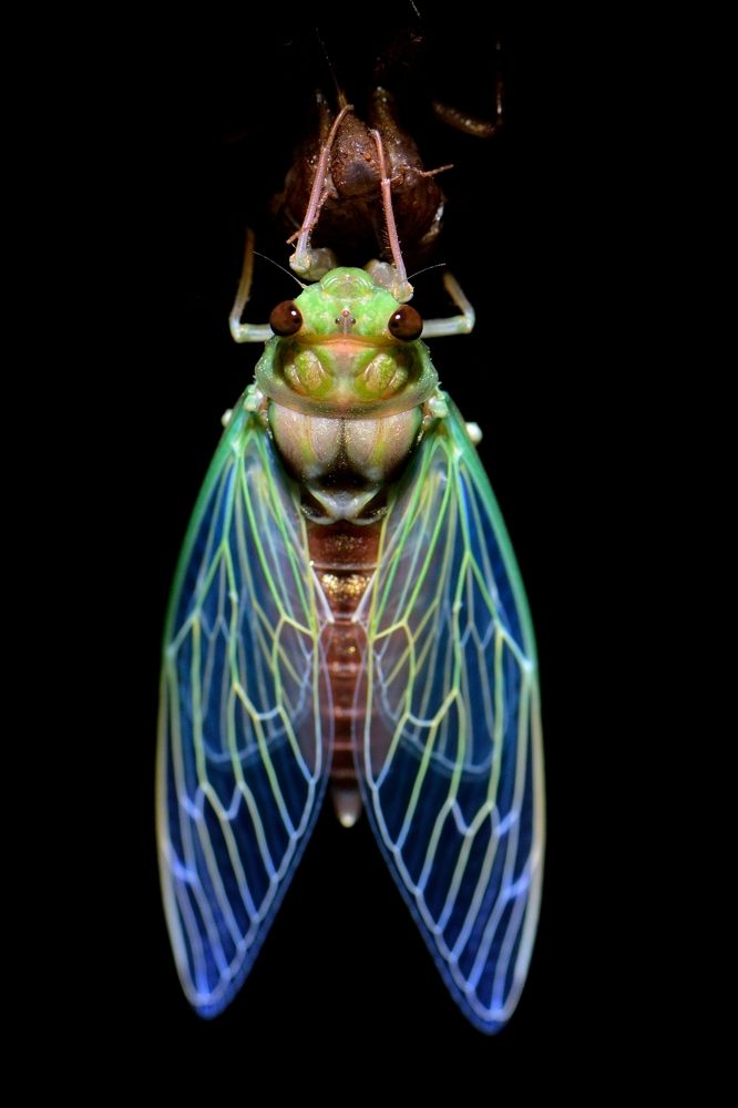 Cicada after molting