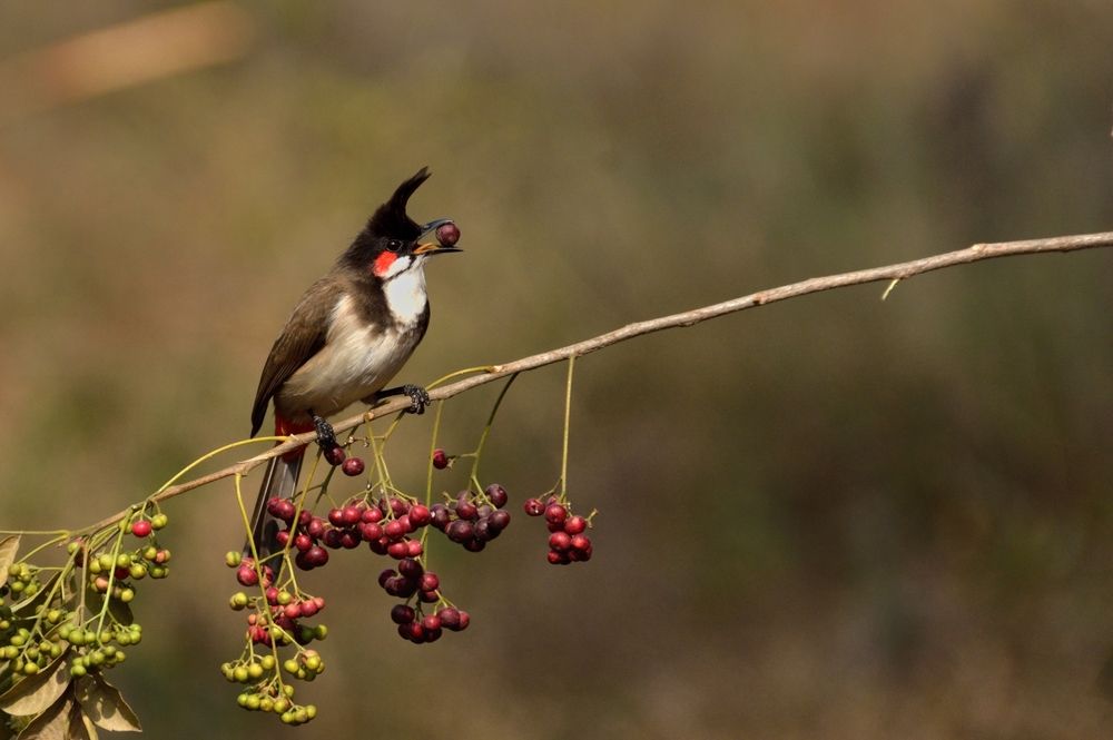 Red whiskered bulbul