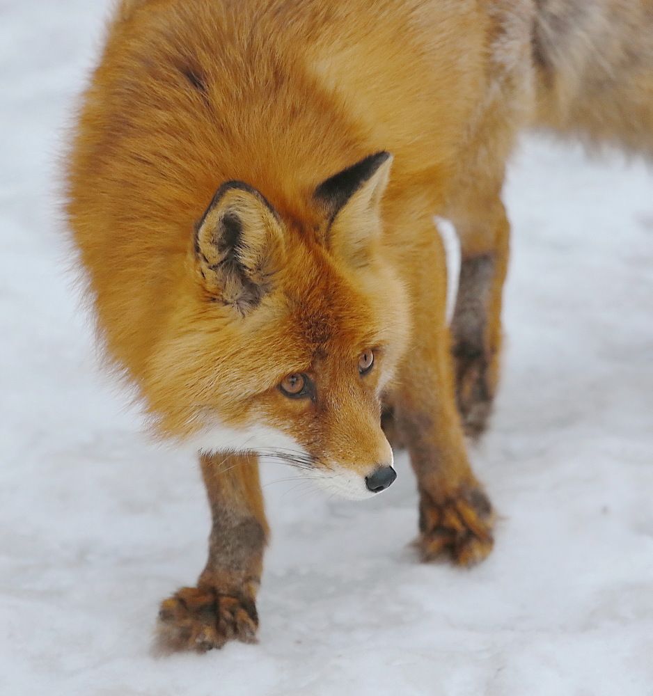 вот подкралась незаметно
