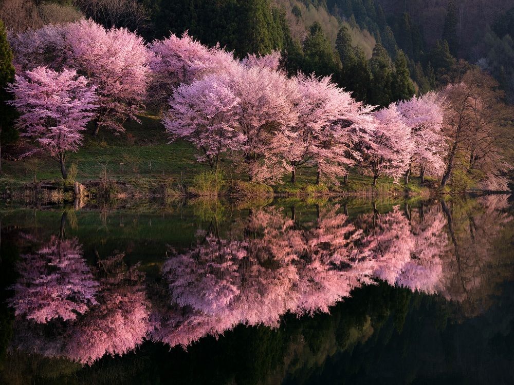 CHERRY BLOSSOMS IN THE MORNING SUN