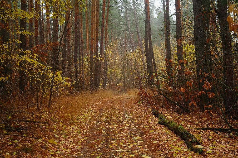 Photograph by Евгений Кулик