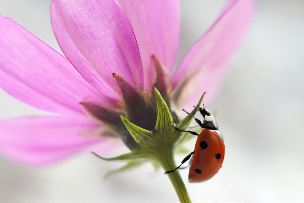 На цветке Космеи