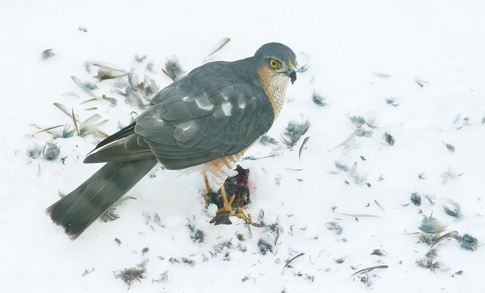 Eurasian sparrowhawk (male)