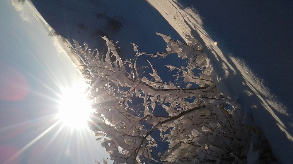 WHITE WOOD