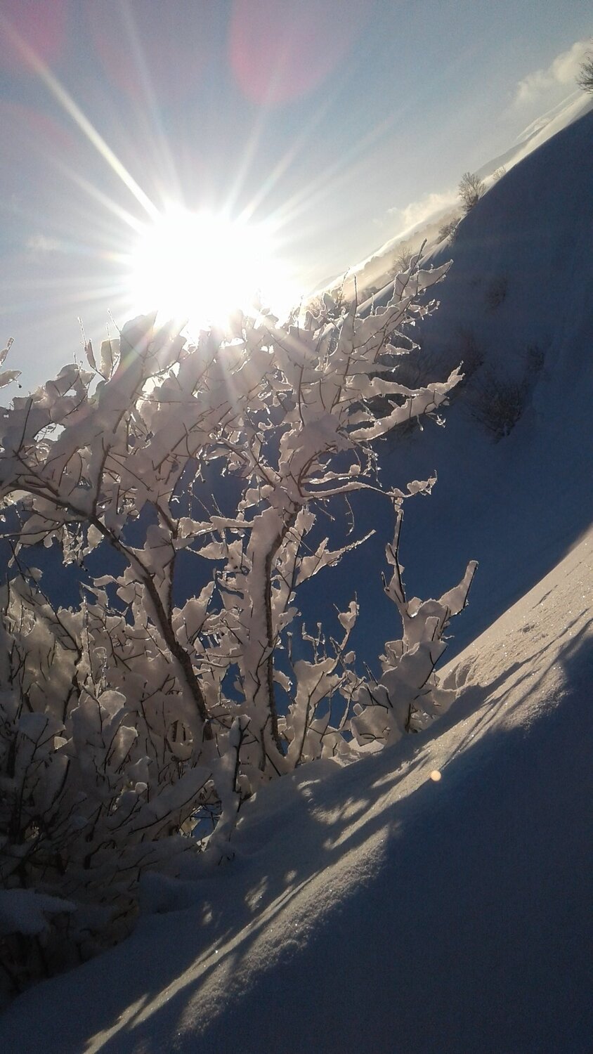 WHITE WOOD