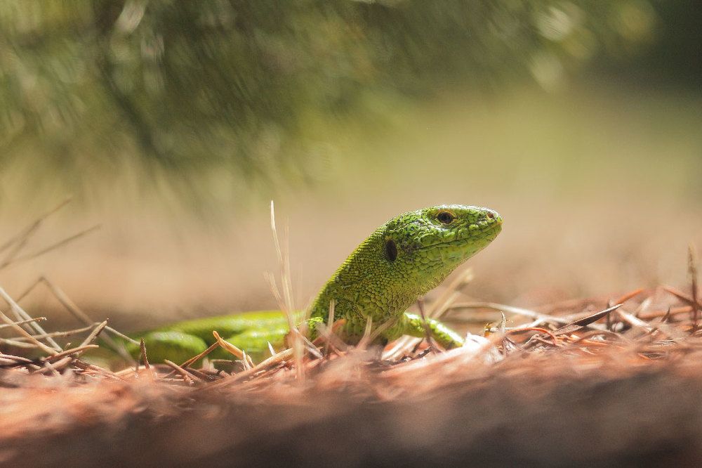 зеленый динозаврик