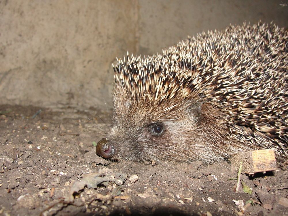 Фотография автора Иван Кириллов