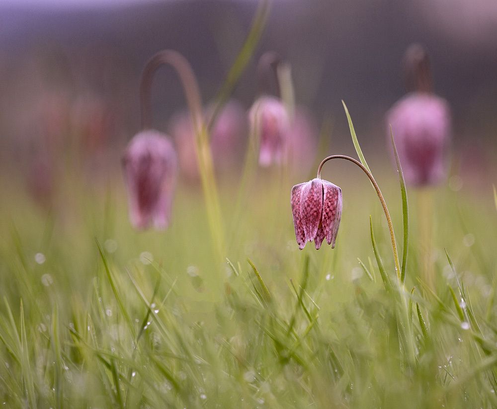 pink tulips