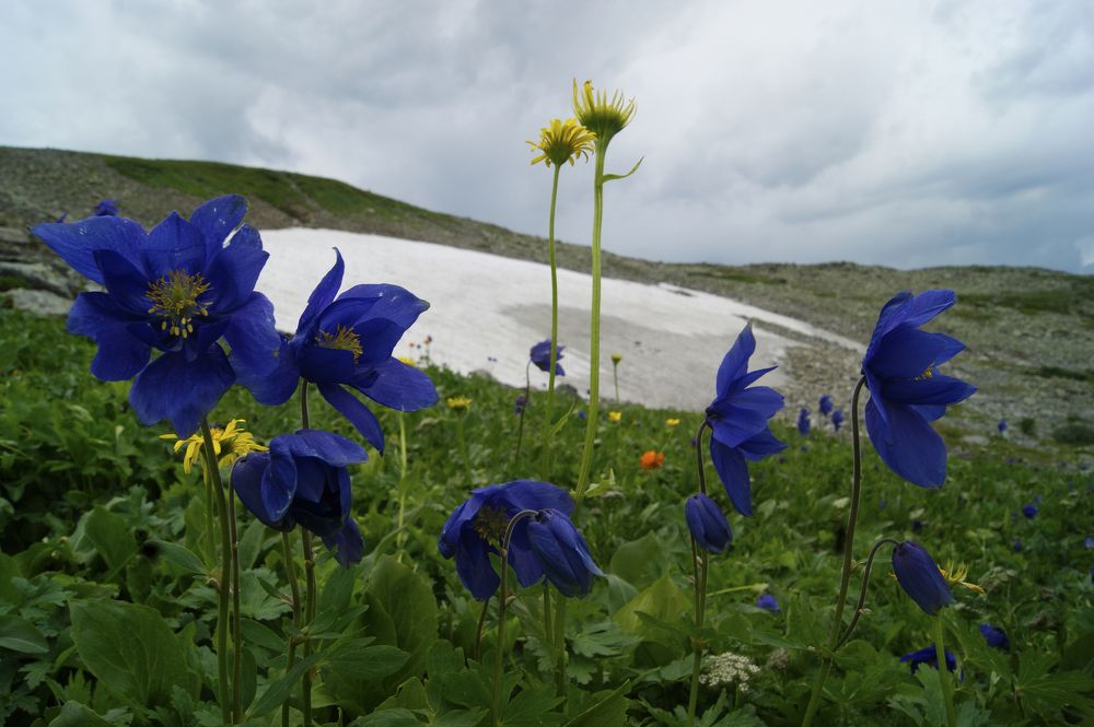 Синие цветы на фоне ледника