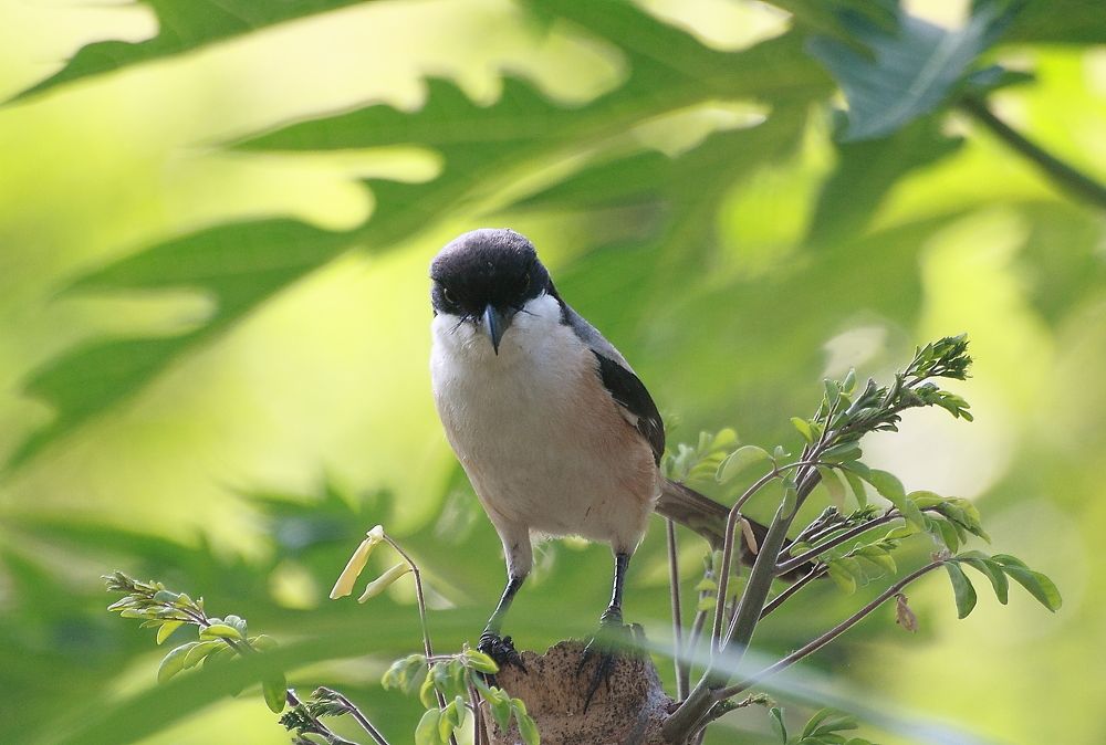 Long - tailed shrike