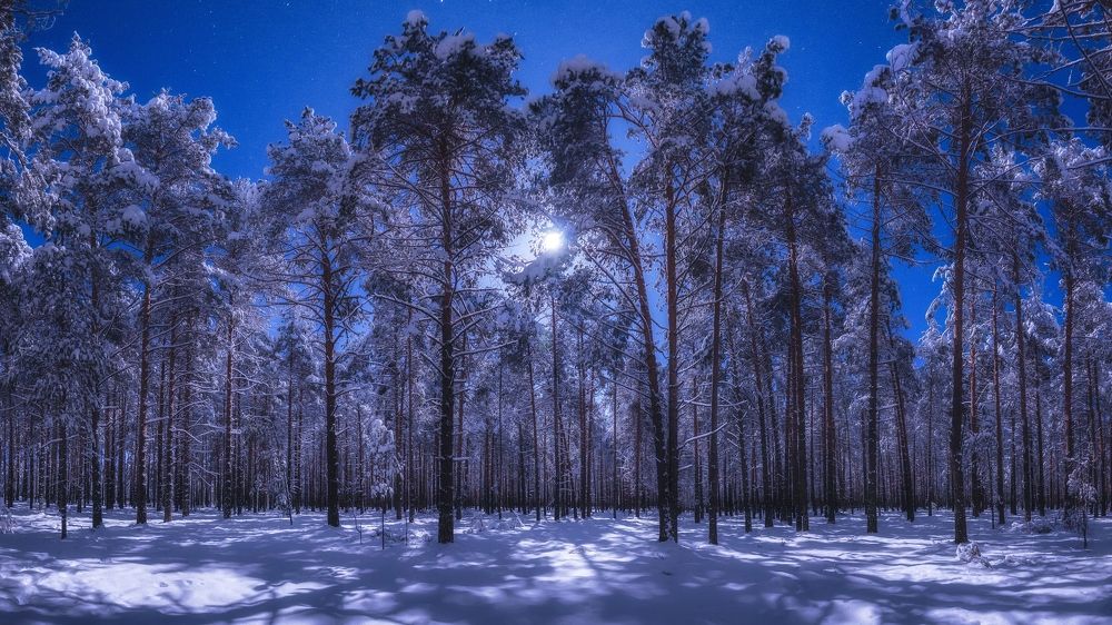 Ночь, сосновый бор, луна