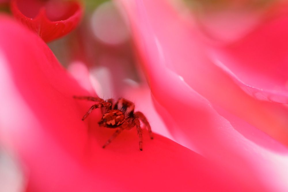 Странник в мире грёз