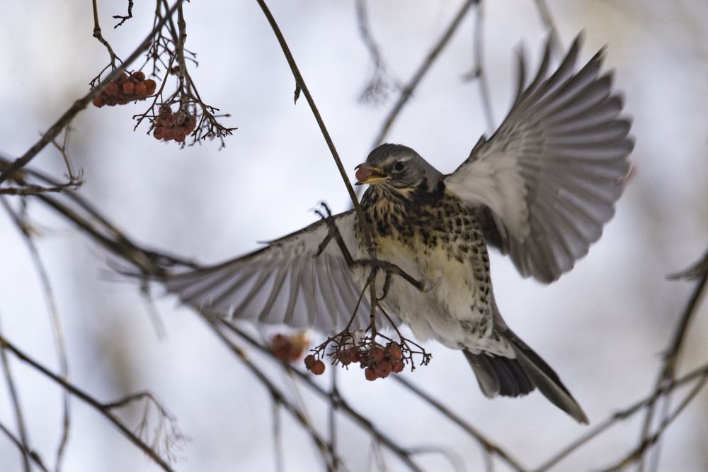 Дрозд-рябинник