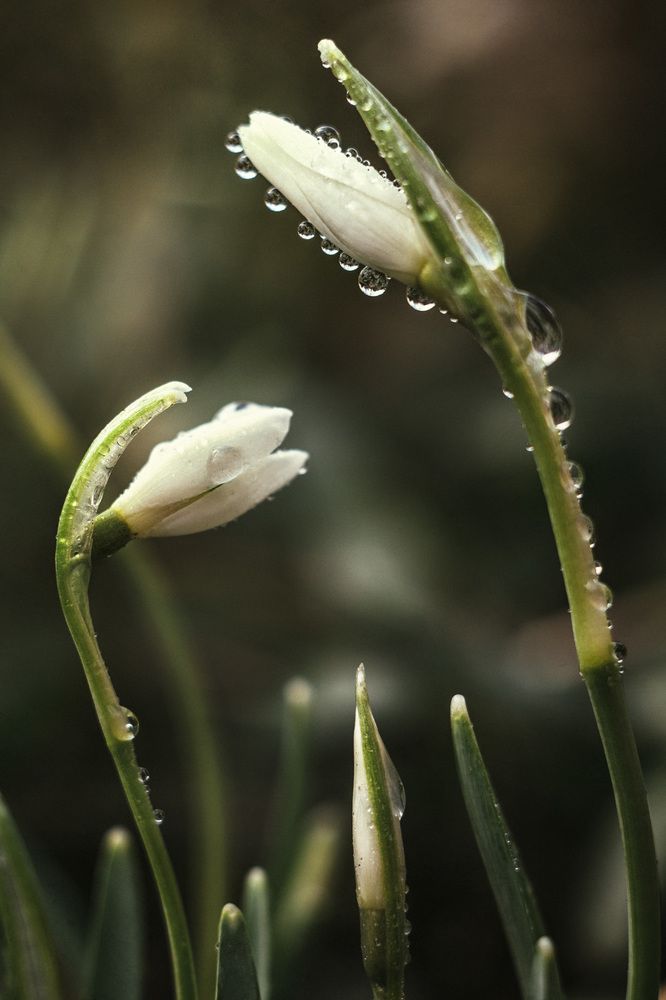 Первоцветы